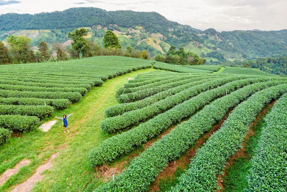 在清莱省道梅萨隆山区的绿色茶叶种植场风景美丽的自然观中参加绿茶种植园旅游女客是泰国北部著名的旅游胜地TevenWorld户外快乐图片