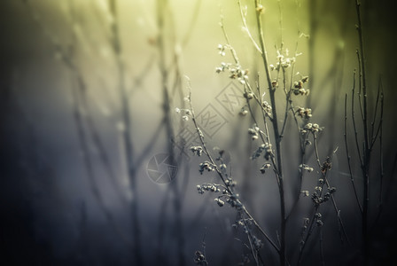超过大自然背景摘要野花和植物背影在雾般神秘的日出中清晨在薄雾秋效应的草地上原早期的散景图片
