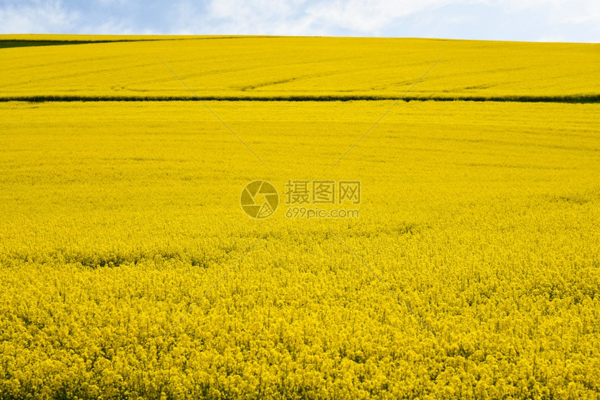 种子田土地花朵十字科图片