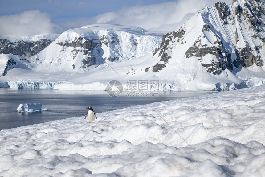 孤单企鹅在雪上高坐覆盖着山的脉背景有冰边缘上坡歪图片