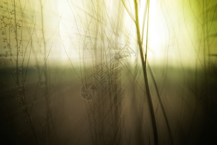 潮人魔法模糊大自然背景摘要野花和植物背影在雾般神秘的日出中清晨在薄雾秋效应的草地上原图片