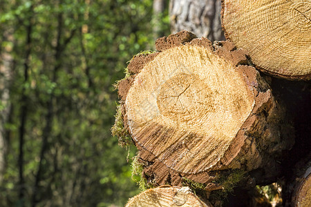 桩包含乡村的锯和堆放大片固体松木原包括材采伐在一个木工厂加用锯和堆放大原木图片