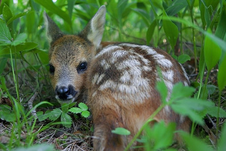 隐藏母鹿因为她妈被赶走所以躲在树丛里上绿色图片