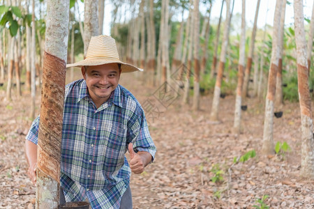叶子亚洲农民男牧业者快乐拇指在橡胶树种植园露天然乳胶中种植橡树这是为泰国工业收获天然橡胶白奶色天然橡胶的一种农业作物用于种植农耕图片