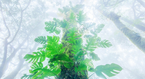 婆罗洲森林在树干中生长的薄雾潮湿植物和热带对古老雨林的低角度视图以绿叶为焦点生态系统图片