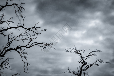 暴风雨伤心黑暗戏剧天空和白云背景上的剪影死树为和平的亡绝望的概念悲伤自然和悲伤的情感背景枯枝独特的图案干旱图片