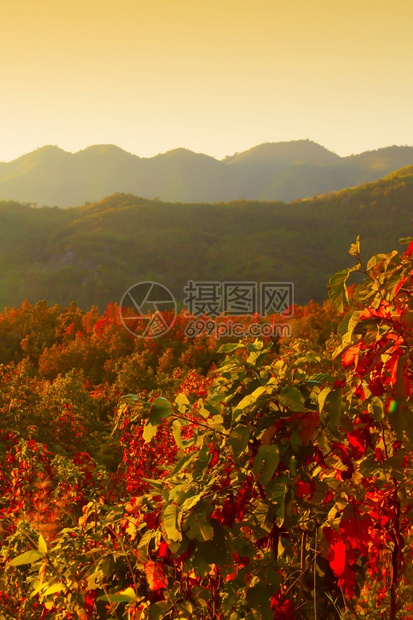 国民旅行绿色日出时山脉上风光的秋天森林季节里多彩的叶子索夫特专注地表下的叶子图片