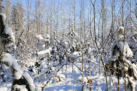 雪覆盖了树冬天采春白雪无处不在树枝和地面的上花生途径十月温暖的图片