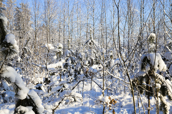 雪覆盖了树冬天采春白雪无处不在树枝和地面的上花生途径十月温暖的图片