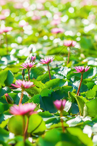 热带池塘上的粉红水百合花背景中的明亮布基有选择焦点清爽春天绽放图片