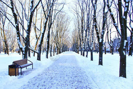有许多大树和小径的冬季公园美丽的小巷在阳光明媚的冬日里有长椅和树木廊小径和树木的美丽公园冬天空荡的城市公园有长廊小径和被雪覆盖的图片