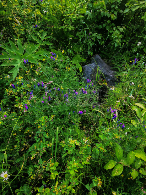 花草地公园坪上的植物花园夏季风景树叶节森林植物自然日历照片印刷品海报室内装饰图画绿花林草原紫内部的场地平静图片