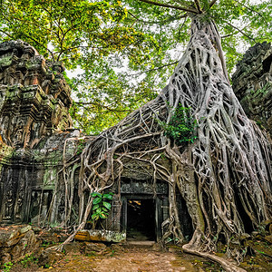 复杂的TaProhm古老高棉建筑塔普罗姆寺庙在柬埔寨暹粒的吴哥Wat综合体中树有巨大的班扬两幅图像全景雨林遗产图片