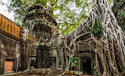 植物收割TaProhm古老高棉建筑塔普罗姆寺庙在柬埔寨暹粒的吴哥Wat综合体中树有巨大的班扬两幅图像全景遗产图片