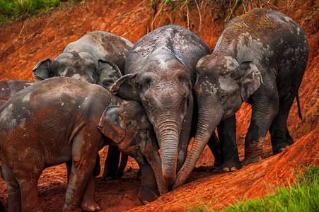 土地壤的在泰教科文组织世界遗产地点KhaoYai公园的雨季野生物场景中以盐舔为食的亚裔大象群快乐图片