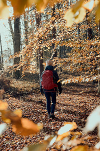 探索在秋天阳光明媚的日子里带着背包在森林里游荡的女人回到了中年活跃女视野积极将闲暇时间花在林道上与黄叶树一起走在丛间的林女人在秋图片