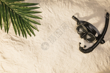 在线的夏天季布局棕榈树叶游泳面具距离图片