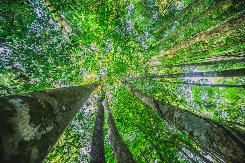 树干山毛榉林低角度拍摄宁静颜色图片