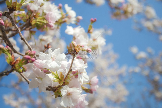 肢太阳明亮的美丽多彩新鲜春天花朵与清澈的蓝天樱花明亮柔和的白色粉红颜夏天和春的背景盛开关闭了欢快的大自然盛开关闭图片