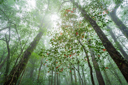 钓鱼泰国Phitsanulok的Phuhinrongkla公园NakhonThai区热带雨林景观雾气候中的树叶红林北方风景图片