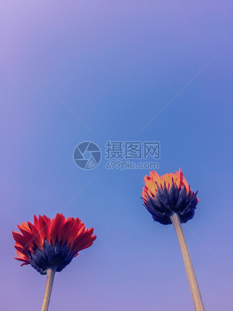 花的瓣橙色罐万寿菊金盏花在清澈的蓝天模糊背景上开花在蓝天背景上的橙色万寿菊美丽图片