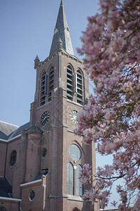 植物群行进2019年3月5日荷兰老教堂前的樱花命名为HeiligeAnna2019年3月5日荷兰老教堂前的樱花会图片