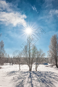 阳光闪耀的下寒冷冬日中落雪树木十二月天空阴影图片