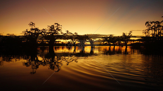户外厄瓜多尔亚马逊流域库贝诺环礁湖内淹水森林中的黄日落冷静太阳图片