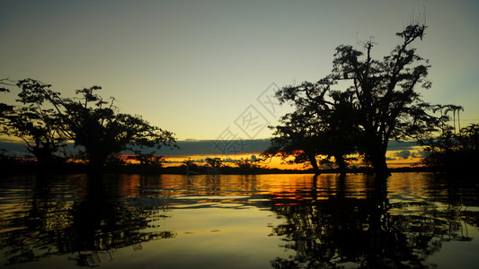 黄色的平静美丽厄瓜多尔亚马逊流域库贝诺环礁湖内淹水森林中的日落图片