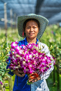 自然领导者紫兰花在园农场开幸福的工人拿着一捆鲜花在泰国的Bangkok农庄里种着紫兰花bangkokhailand图片