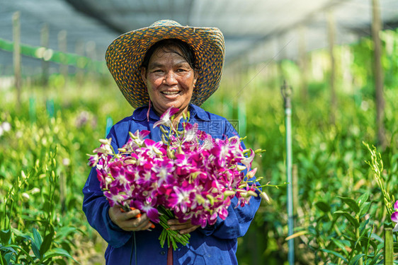 热带紫色的联系兰花在园农场开幸福的工人拿着一捆鲜花在泰国的Bangkok农庄里种着紫兰花bangkokhailand图片