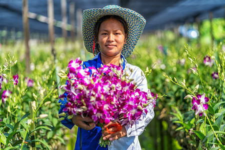 紫兰花在园农场开幸福的工人拿着一捆鲜花在泰国的Bangkok农庄里种着紫兰花bangkokhailand园丁商业户外图片