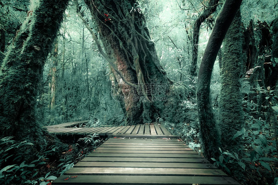 稠密木制的神秘雾林景观木桥横穿茂密的叶子奇异树木的超真实美景热带丛林灌木的厚幻想自然和童话故事背景仙女图片