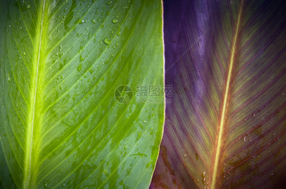 两个颜色非常不同的彩叶子与上面的水滴相重叠春天环境的绿色图片