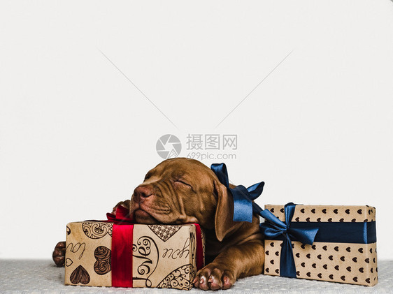 可爱迷人的巧克力色小狗和亮盒配有礼品近身孤立的背景摄影室照片白色的顾概念教育服从训练和饲养动物年轻迷人的小狗和节日装箱等美貌丽的图片