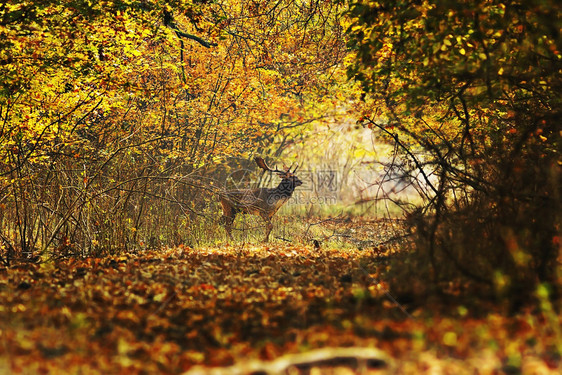 生活哺乳动物鹿因交配季节而非常活跃秋天的树叶颜色也令人惊艳校对PortnobehindOctober栖息地图片