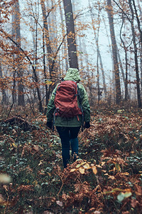 游客在秋天寒冷的一带着背包在森林周围游荡的女人回到中年活跃女视野积极走在森林道路上花时间女人与背包在森林周围游荡秋天寒冷的一背包图片