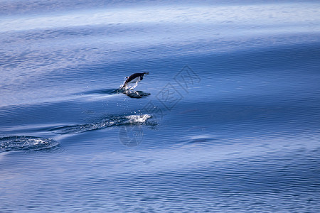 孤企鹅从南极海的蓝水中跳出呼吸孤独一种图片