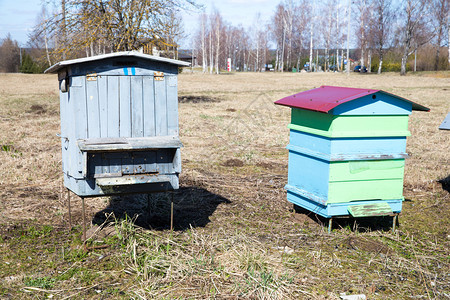 城市塞西拉托维亚蜜蜂在草地春和阳光明媚的一天屋场地养蜂人图片