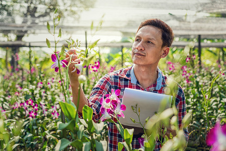 曼谷兰花园的原始小商业主幸福创始人检查和写作紫兰花正在园农场开在泰国Bangkok种植的普罗勒兰花中开冬天紫色的图片