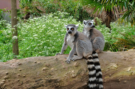 动物马达加斯岛公园的环尾狐猴两只小好奇地来看发生了什么avifauna荷兰马达加斯岛公园的环尾狐猴两只小好奇地来看发生了什么舳自图片