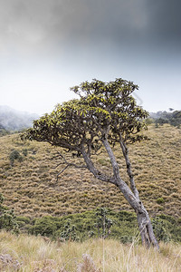 木头荒野旅游在霍顿平原的壮观风景中孤单的树与阴暗云端天空和草地大雾相对图片