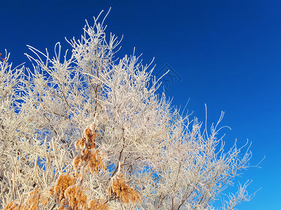 焦糖化早晨雪花霜冻中灰树的枝叶和金籽被厚包裹在冰冻之中用温柔的阳光照亮蓝天星系而寒冷中的灰尘种子则被冰冻覆盖光明温柔的太阳照亮蓝图片