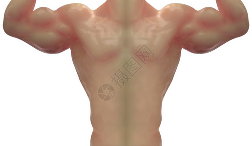 竞技锻炼3d强健体壮男子娃皮前端白背景上孤立的剪切路径皮肤图片