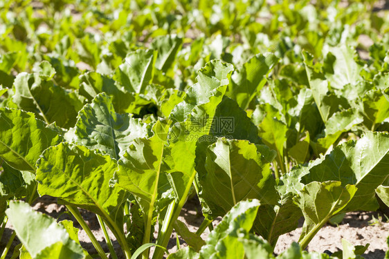 夏天种植人类或动物食所需产品的农田有作物的田郁葱乡村的图片