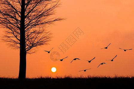 日出分支松树鸟儿在平安的夜晚飞向日落图片