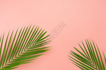 自然户外在现代生锈的粉红纸背景上Flat花椰子或棕榈绿叶在创新设计自由空间模拟内容文本时被假冒成空中图像Flatplayocol图片