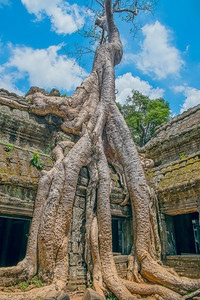 高棉杂草丛生老的在大普罗姆寺庙吴哥渡柬埔寨东南亚的BigBanyan树种植图片