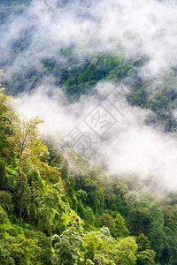 位于雾中山岳的林范围灰蒙美丽的图片