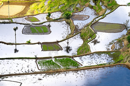 目的地质在菲律宾伊富果省巴努埃Ifugao的水中以天空色彩多的反射方式对稻田梯进行惊人的抽象提炼生态图片